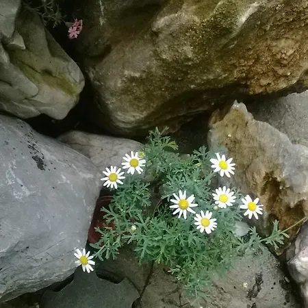 Penzion House Of Flowers Achtopol