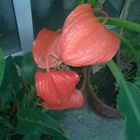 Guest house House Of Flowers *