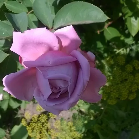 Guest house House Of Flowers