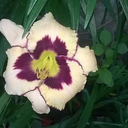 Guest house House Of Flowers